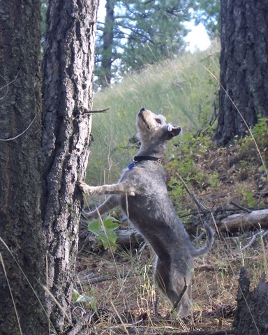 [4 Miss G. going nuts over Mr. Squirrel.[6].jpg]